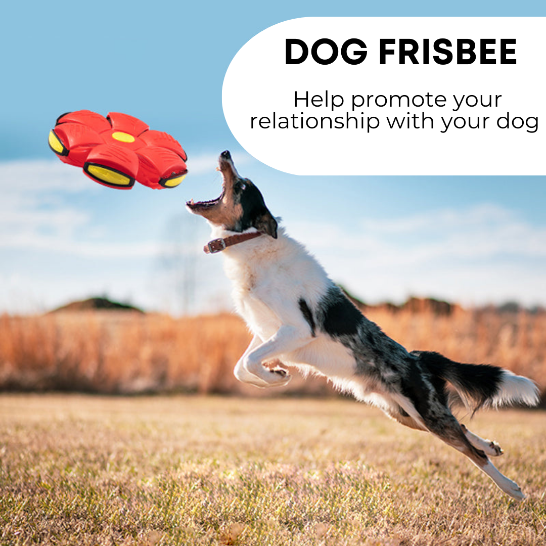 Pets4Me™ Dog Frisbee